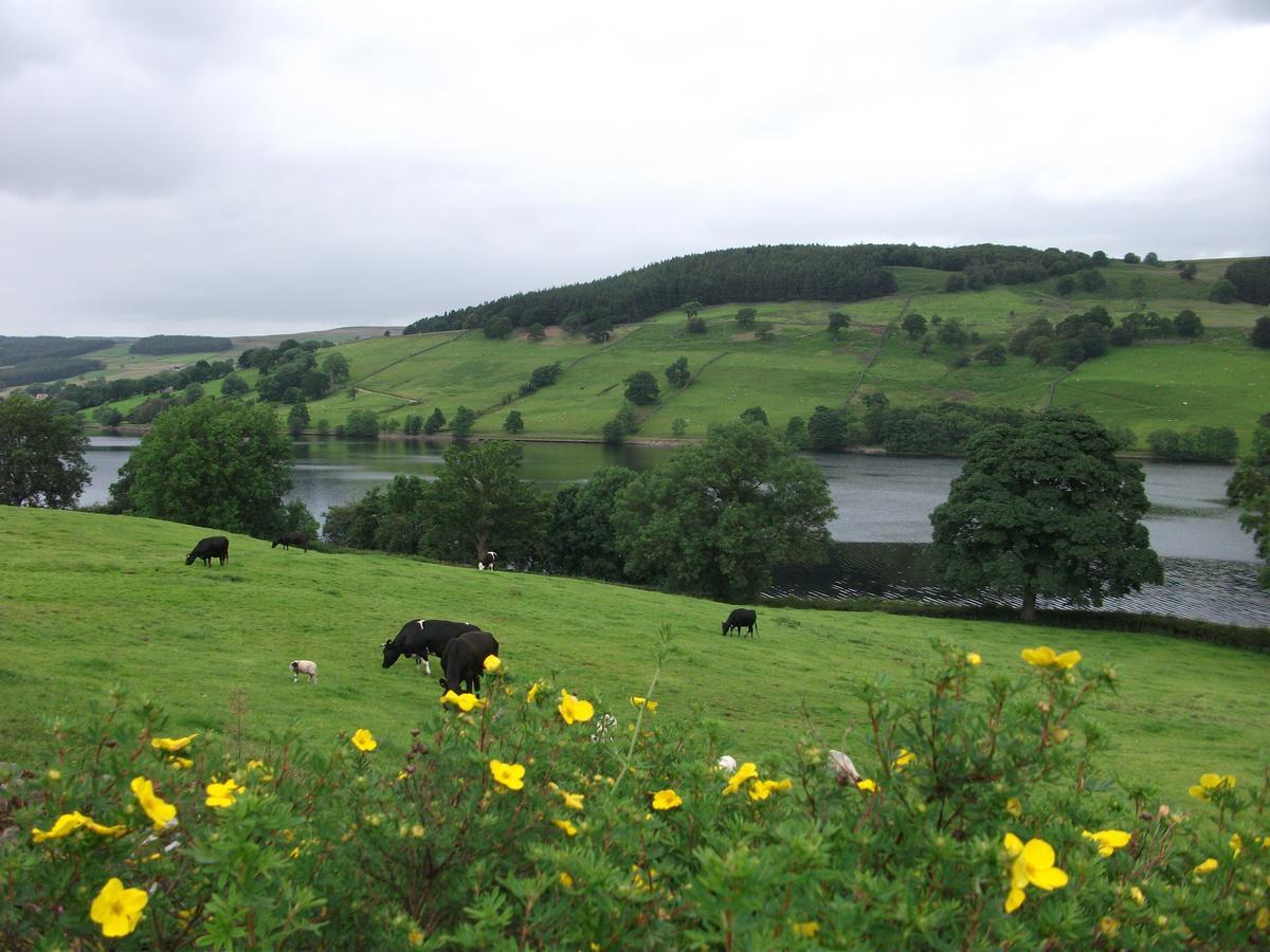 The Firs B&B &Tea Room Summer Bridge Eksteriør bilde